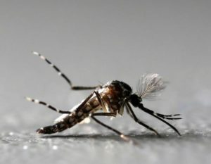 Combate ao mosquito Aedes Aegypti
