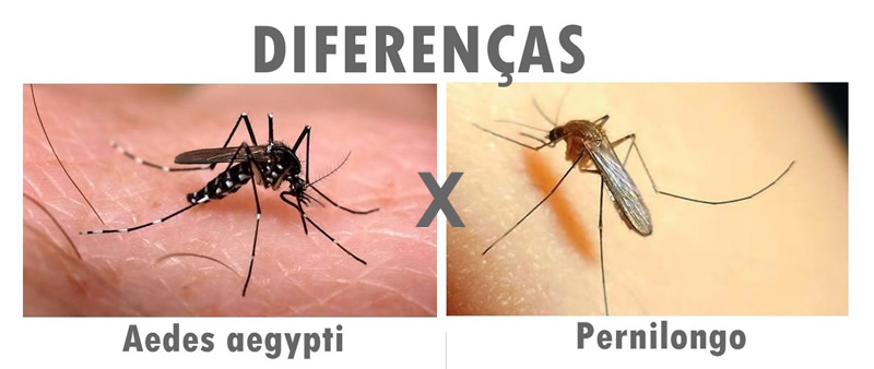 Mosquito da dengue e pernilongo: aprenda a diferenciá-los