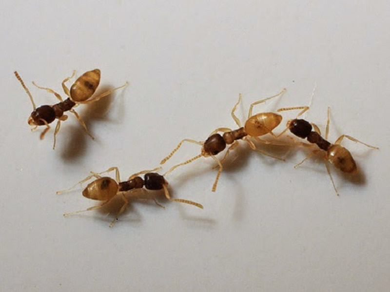 Dedetização de formigas: como se livrar dessas pragas