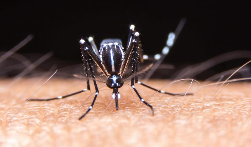 Dedetização contra mosquito Aedes Aegypti em SP