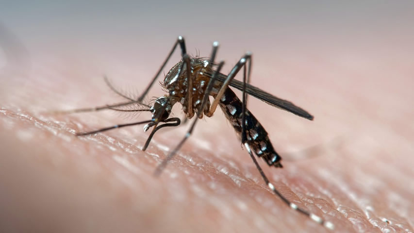 Como se prevenir da ameaça dos principais vírus transmitidos por mosquitos no verão