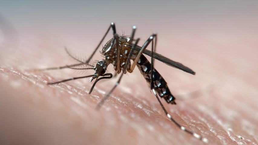 Dedetização para mosquito da dengue em SP