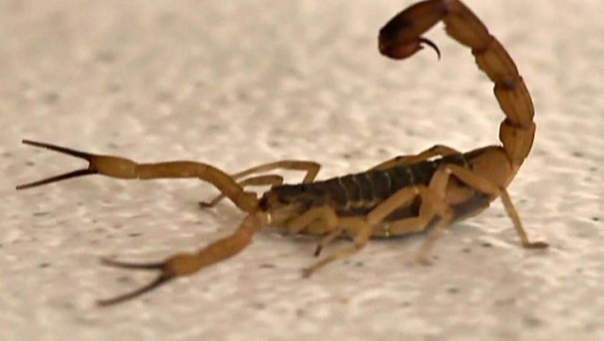Como evitar escorpião