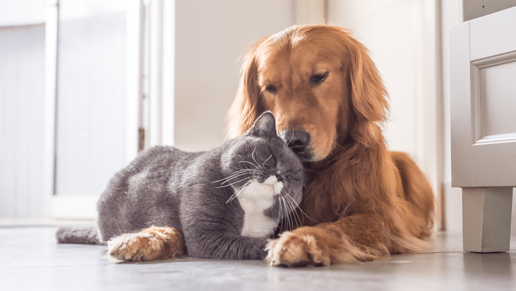 Dedetização com animais de estimação